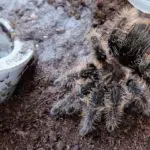 Ultimate Guide to Tarantula Care: Housing, Feeding, and Molting