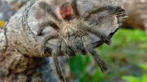 The Complete Guide to Pinktoe Tarantula Care: Everything You Need to Know
