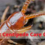 A Beginners Guide to Keeping Giant Centipedes
