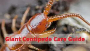 A Beginners Guide to Keeping Giant Centipedes