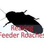 breeding dubia cockroach as feeder insects