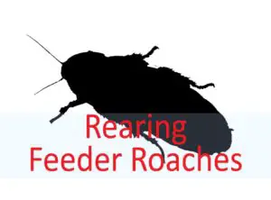 breeding dubia cockroach as feeder insects