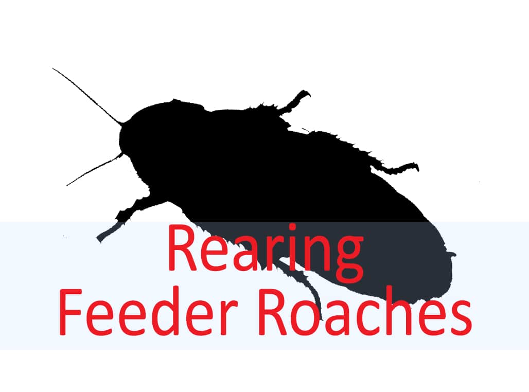 Dubia Cockroach Breeding and Care Endless Supply of Feeder Roaches