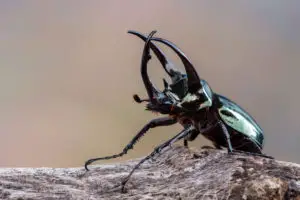 Atlas Beetle as Pet: A Guide for Beginners