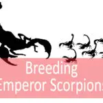 Complete Guide on Breeding Emperor Scorpions