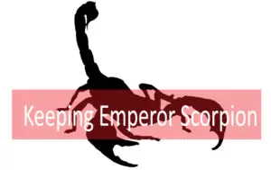 Emperor Scorpion Care: A Beginners Guide