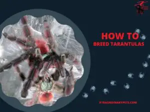 How to Breed Tarantulas – A Practical Guide