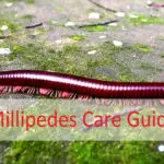 Millipedes Care Guide for Beginners