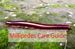Millipedes Care Guide for Beginners