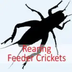 How to Breed Crickets – A Step by Step Guide