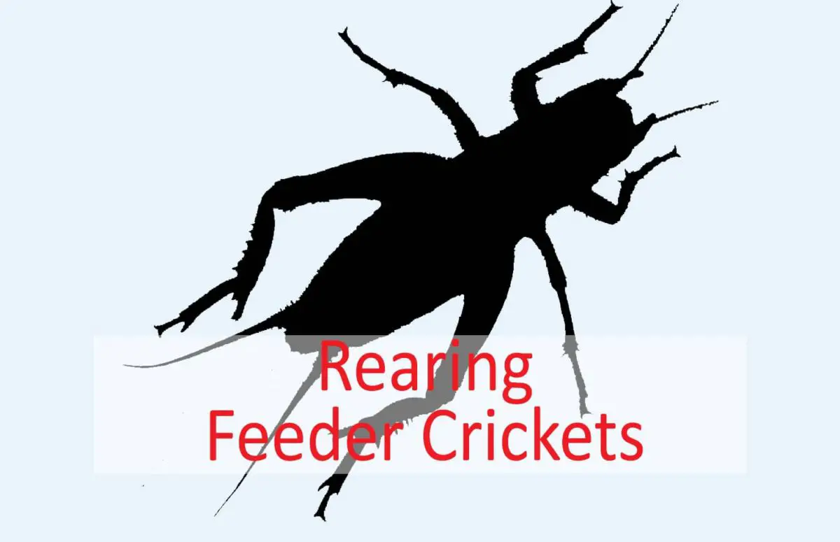 How to Breed Crickets A Step by Step Guide