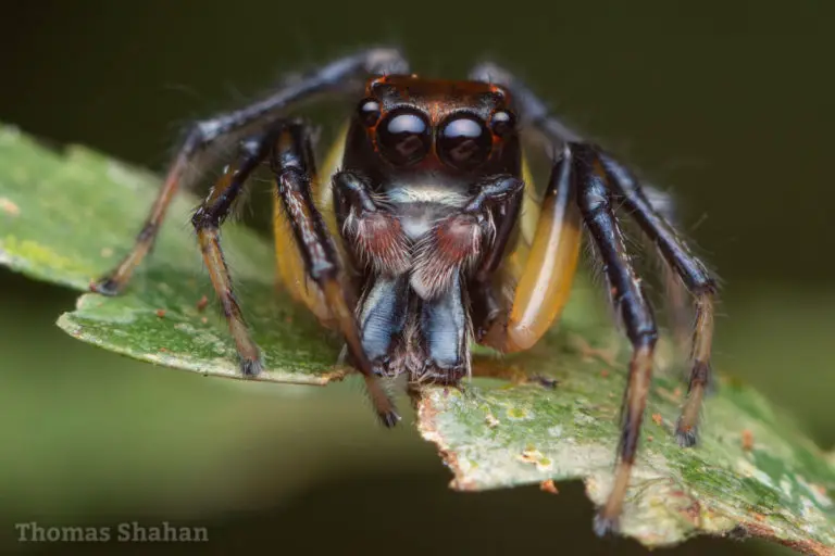 Jumping Spiders: Beginners Care Guide