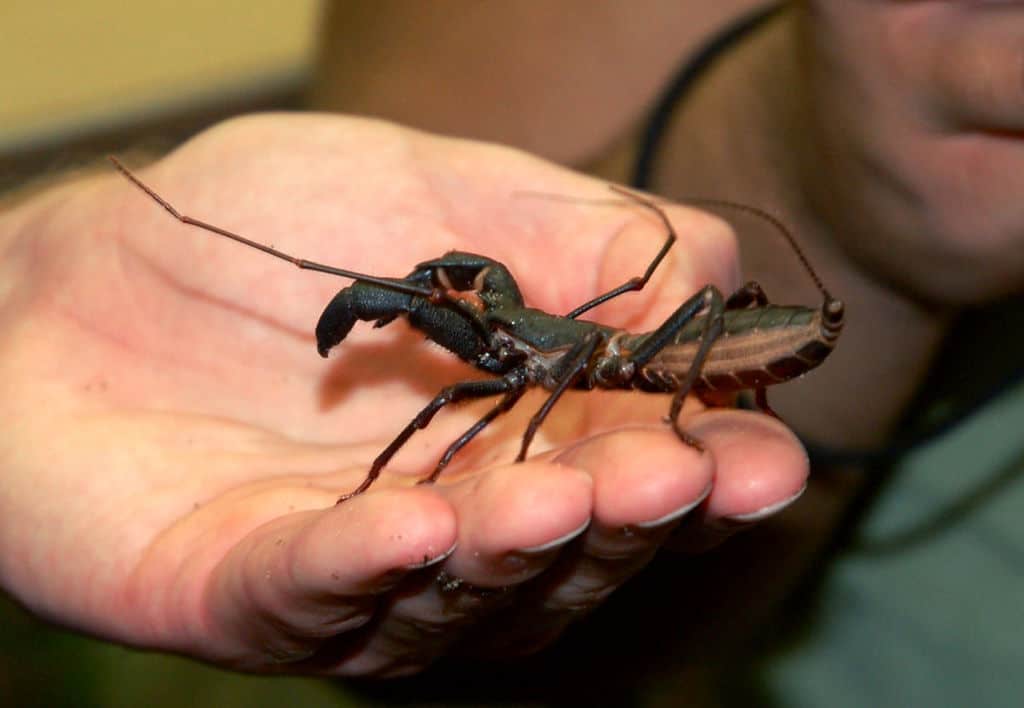 A Complete Guide to Giant Vinegaroon Care