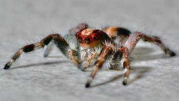 Jumping Spider Care Guide – Pet Pedes and Pods
