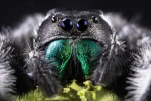 Jumping Spiders: Beginners Care Guide
