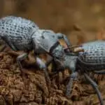 A Complete Guide to Keeping Blue Death Feigning Beetles