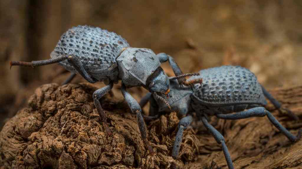 A Complete Guide to Keeping Blue Death Feigning Beetles
