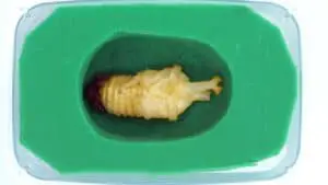 3 Simple Artificial Pupation Chamber to Save Beetle Pupae