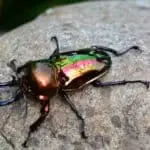 Rainbow Stag Beetle: Care Guide for Beginners