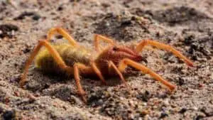 Easy Camel Spider Caring Guide for Beginners