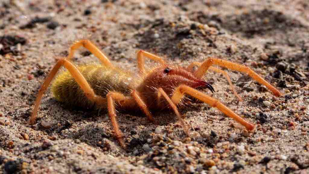 Camel Spider Care for Beginners | Xtraordinary Pets