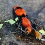 Velvet Ants Care Guide for Dummies