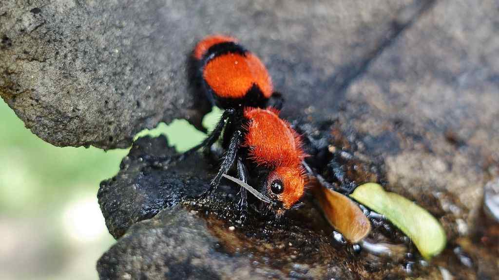 Velvet Ants Care Guide For Dummy | Xtraordinary Pets