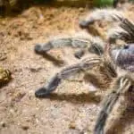 9 Reasons Why Your Tarantula is Not Eating, and How to Deal with It