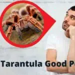 Are Tarantulas Good Pets? 8 Reasons They Are and 3 Reasons They Aren’t