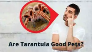 Are Tarantulas Good Pets? 8 Reasons They Are and 3 Reasons They Aren’t