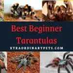 14 Best Tarantulas for Beginners