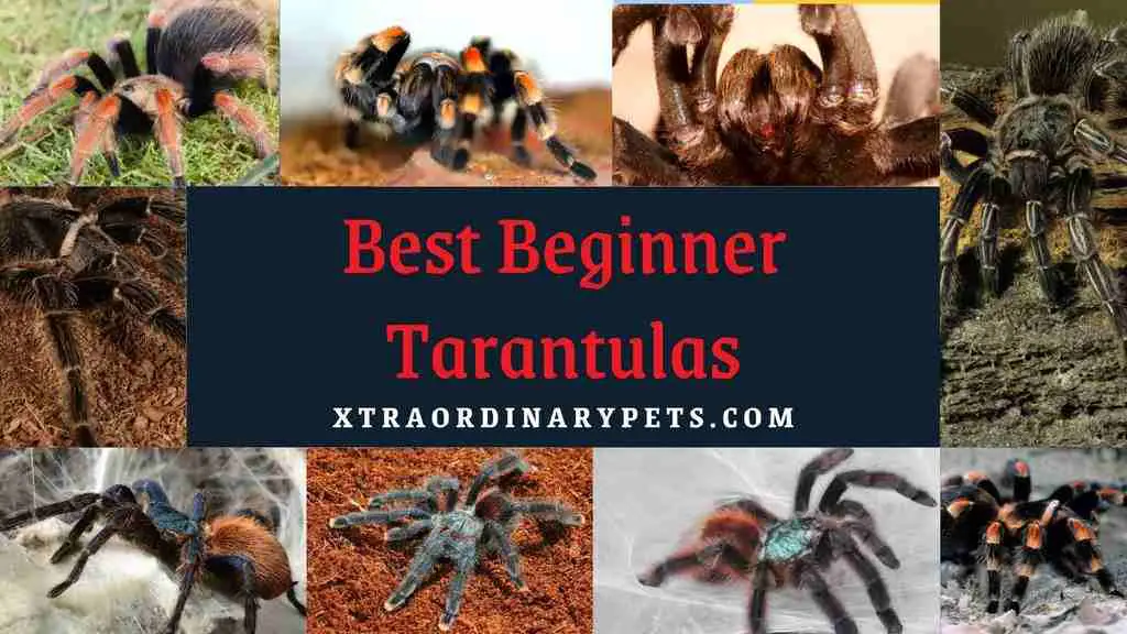 14 Best Tarantulas for Beginners
