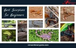 best scorpions for beginners