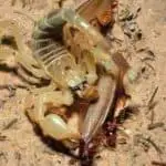 scorpion feeding