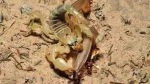 scorpion feeding