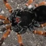tarantula molting care