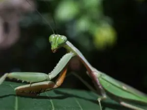10 Best Mantis Species for Beginners