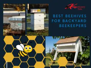 Best Modern Beehives for Backyard Beekeepers