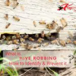 hive robbing