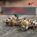 bee diseases treatment and prevention