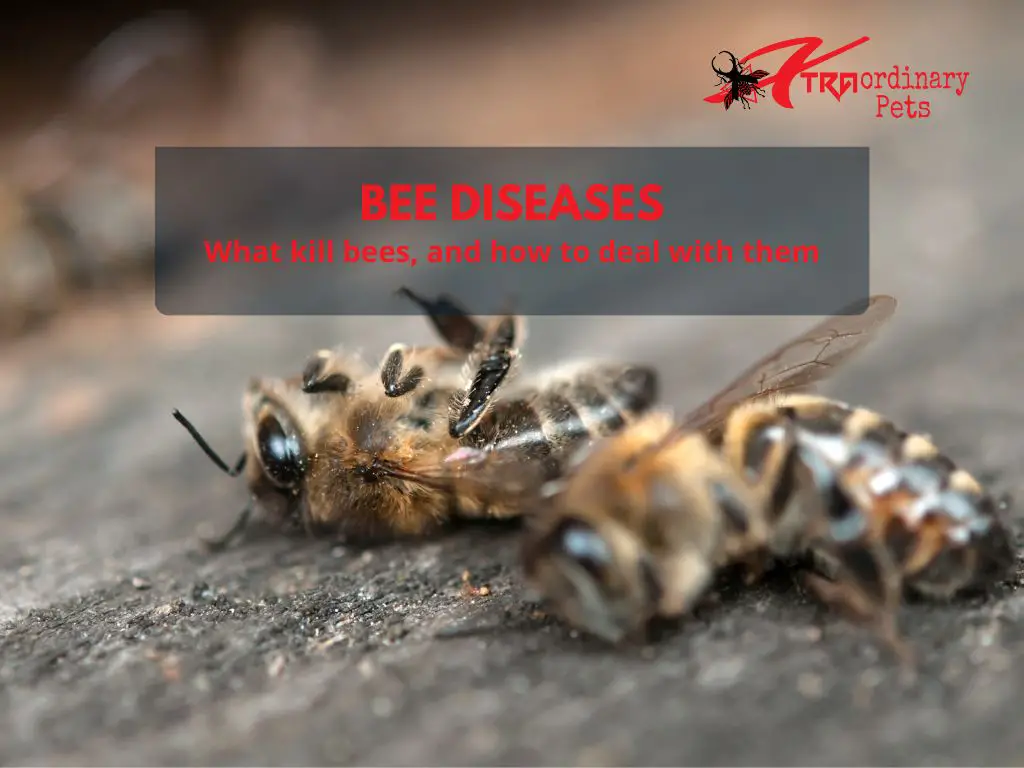 Bee Diseases - How Backyard Beekeepers Treat and Prevent Them