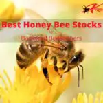 Choosing the Right Honey Bee Stock for Backyard Beekeepers