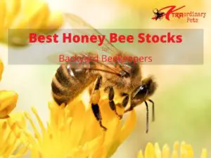 Choosing the Right Honey Bee Stock for Backyard Beekeepers