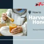 Harvest Honey
