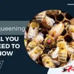 All You Need to Know about Requeening a Bee Colony