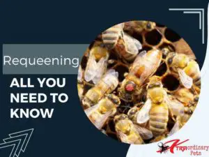 All You Need to Know about Requeening a Bee Colony