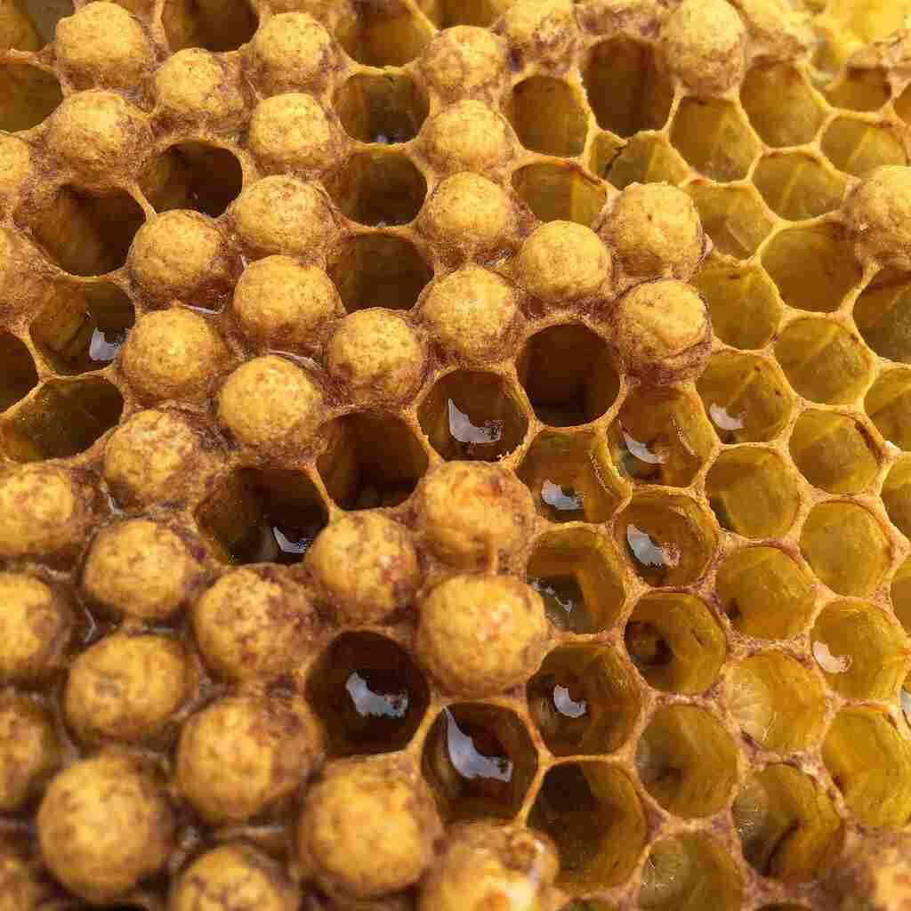 How to Harvest Honey from Langstroth Hives