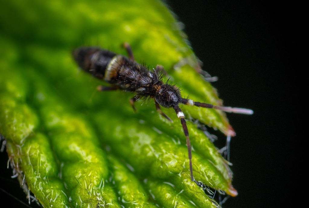 Quick Guide on Keeping Springtails as Feeder Insects & Clean-up Crews