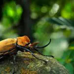 A Megasoma elaphas elephant beetle