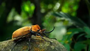 A Megasoma elaphas elephant beetle